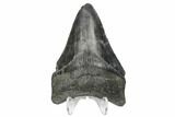Fossil Megalodon Tooth - South Carolina #168132-2